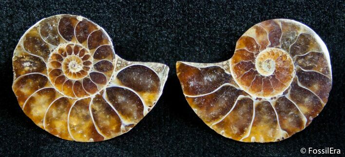 Inch Split Ammonite Pair #2672
